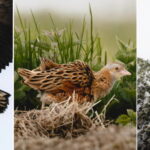 david-dinsley-white-tailed-eagle-corncrake-chough