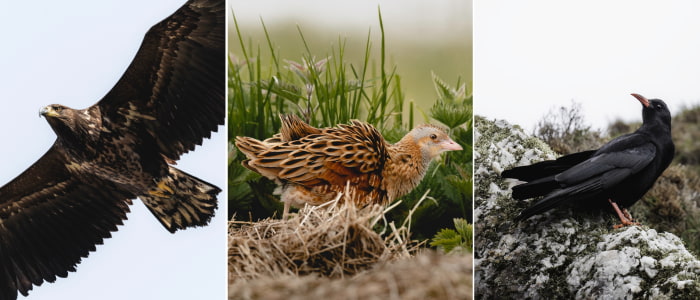 Photos of a juvenile White-tailed Eagle; Corncrake; Chough. 