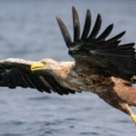 happy-beaks-adam-olliver-blog8