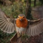 closeup-robin-flight