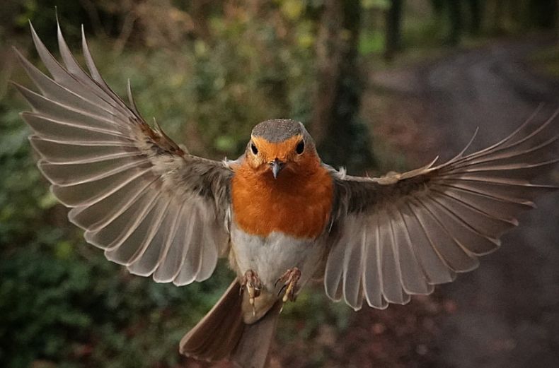 Closeup of robin in flight
