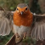 closeup-robin-in-flight