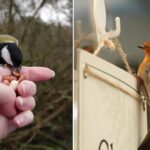 great-tit-hand-robin-sign