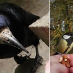 great-tit-rook-two-photo-collage
