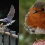 group-of-two-different-birds-swallows-robins