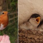 robin-house-martin-fledglings