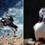 skomer-puffins