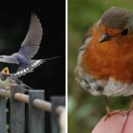 swallows-robins-two-images