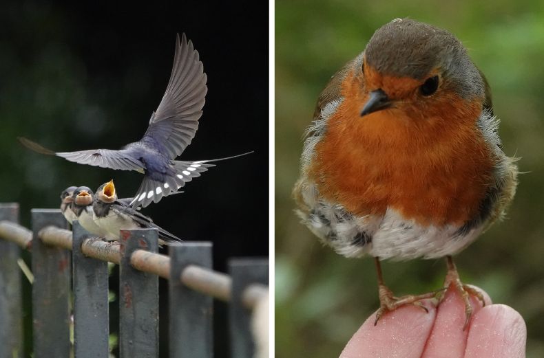 Group of two different birds - barn swallow and robin