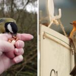 great-tit-robin-two-images