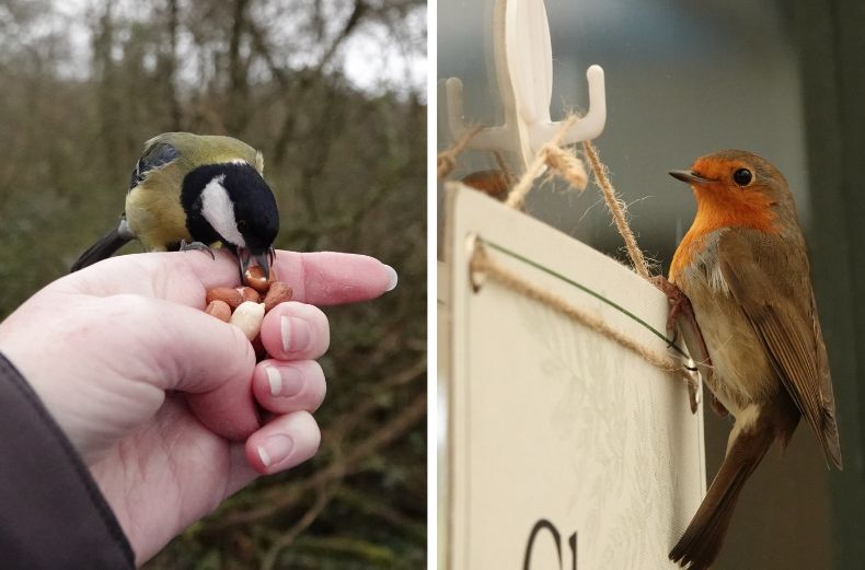 Images: Great Tit; Robin – courtesy of Nadia Hubbard