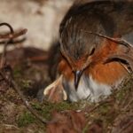 image-robin-hatchling