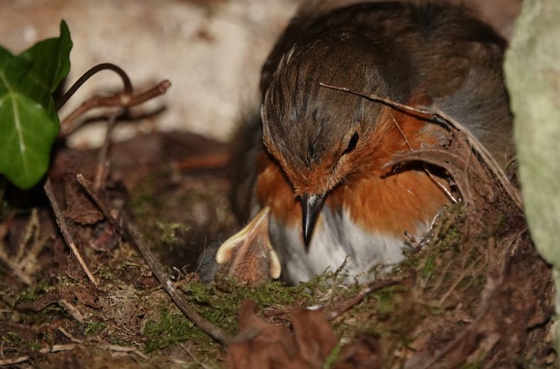 Robin on nest