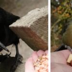 nadia-rook-great-tit