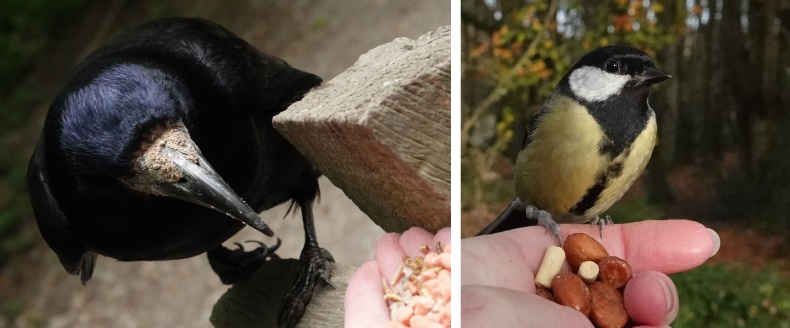Closeup of a befriended rook and a great tit