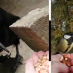 rook-great-tit-two-images