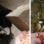 rook-great-tit-two-images