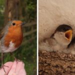 two-images-robin-house-martin-fledglings