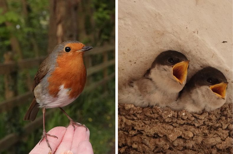 Two images of a robin and house martin fledglings