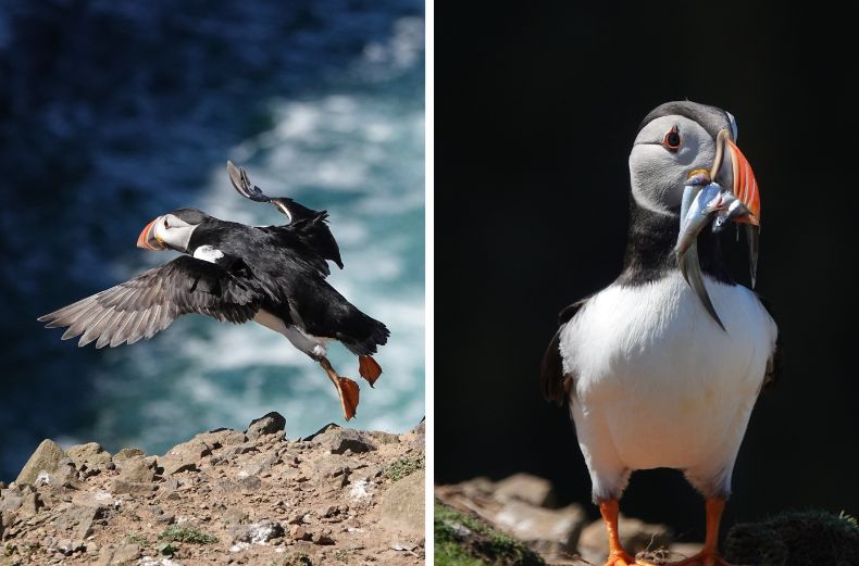 Images of Skomer puffins