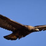 happybeaks-klay-blake-golden-eagle