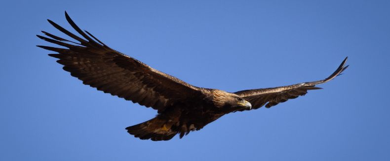 Golden eagle in flight with wings spread wide against clear blue sky