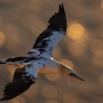 happybeaks-klay-blake-northern-gannet