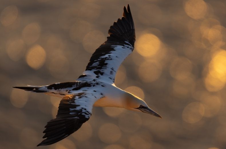 Northern gannet flying over sunlit water with wings outstretched
