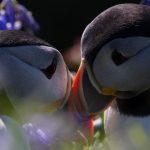 happybeaks-klay-blake-puffins