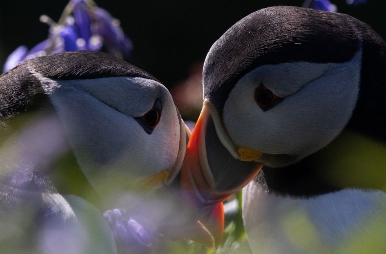 Two Atlantic puffins touching bills among soft-focus flowers