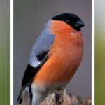 happybeaks-klay-blake-robin-bullfinch-whinchat
