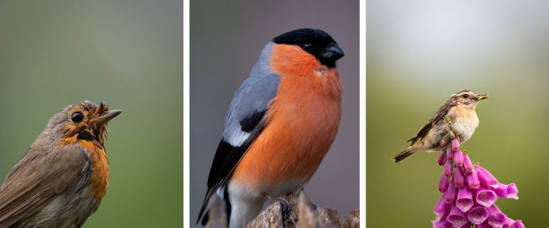 European robin, male bullfinch, and whinchat—three portrait close-ups