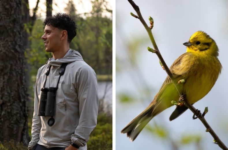 Klay Blake birdwatching in woodland beside a yellowhammer on spring branch