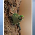 collections-of-birds