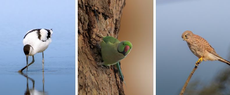 Triptych of three birds: a pied Avocet wading, a green Rose-ringed Parakeet in a tree hollow, and a brown Kestrel perched on a stick.