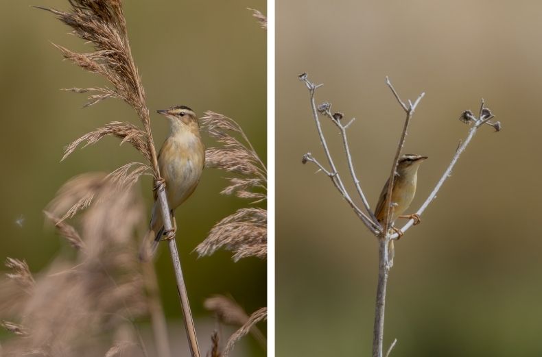 Alt Text: Split image showing a Reed Warbler perched on dried reeds and a dried plant stem against a blurred, natural background.