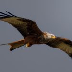 flying-red-kite-bird