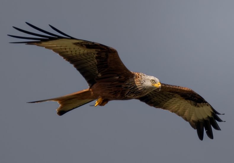 A Red Kite bird of prey soaring with fully extended wings against a dull gray sky.
