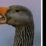 greylag-birds