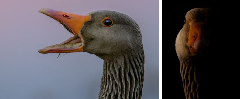 Split-image of a Greylag Goose head: one with its beak open showing serrations, and one close-up in low-key lighting.