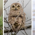 owl-stonechat-birds