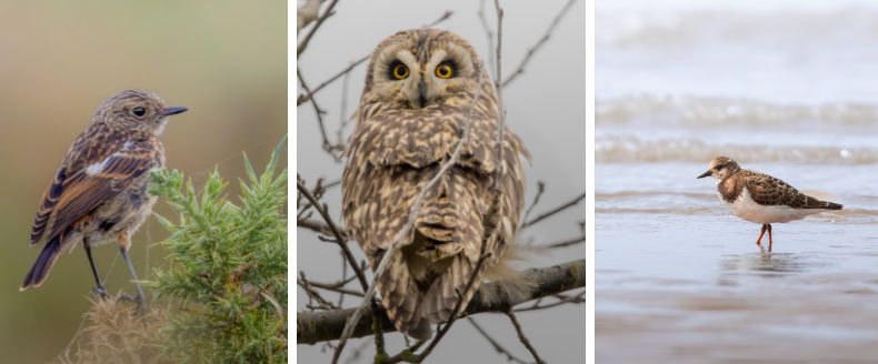 Three photos: a young Stonechat on a bush, a Short-eared Owl perched, and a Ruddy Turnstone wading at the shore.