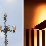 falcon-meadowpipit-birds