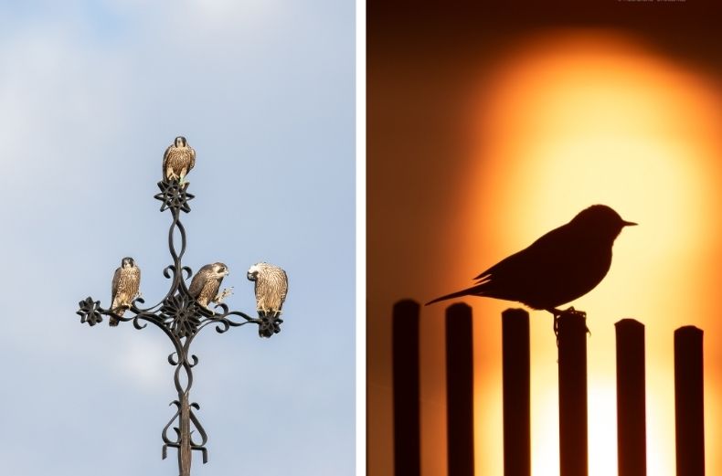 Side-by-side photos of four Peregrine Falcons perched on an ornate wrought-iron cross against a blue sky, and a silhouette of a Meadow Pipit perched on a fence against a glowing orange sunset.