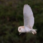flying-barn-owl