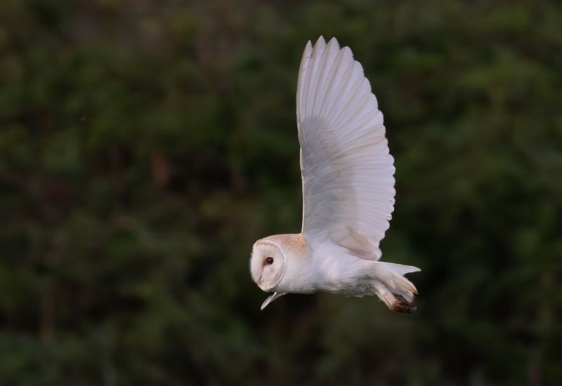 A white Barn Owl in mid-flight with wings fully extended upwards against a soft-focus green forest background.