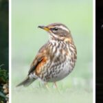 goldcrest-cormorant-redwing