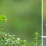 parrot-kingfisher-birds