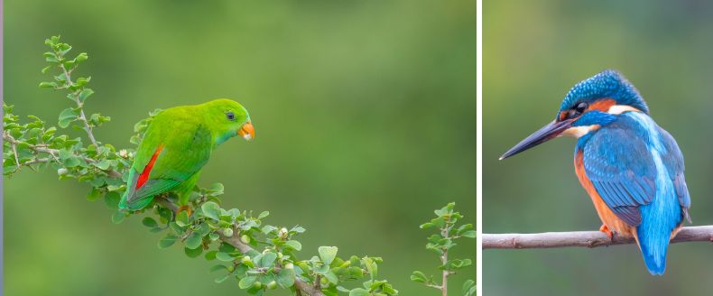 Understood. Here is the SEO-friendly text that accurately describes the two images as a single side-by-side composition:Unified Alt Text & Description Side-by-side photos of a bright green Vernal Hanging Parrot with a red rump on a leafy branch and a Common Kingfisher with vibrant blue plumage and an orange underbelly on a twig.