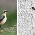 wheateater-oystercatcher-birds